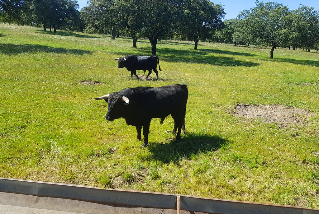 Bezoek aan bull farm